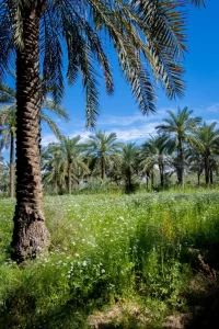 Date Farm / Khuzistan, Iran