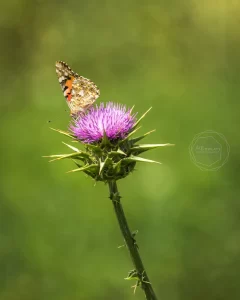 Spring time / Khuzistan, Iran