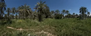 Date Farm / Khuzistan, Iran