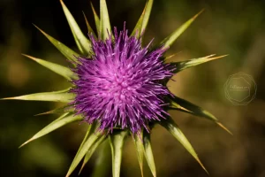 Spring time / Khuzistan, Iran