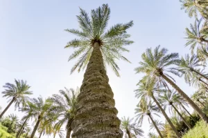 Date Farm / Khuzistan, Iran