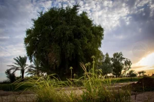 Very Old Konar Tree / Khuzistan, Iran