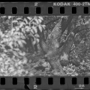 Normafa / Budapest, Hungary