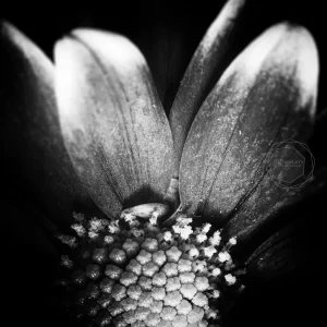 Flower Closeup / Tehran, Iran