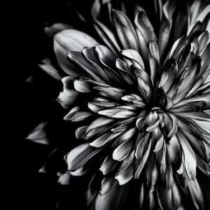 Flower Closeup / Tehran, Iran