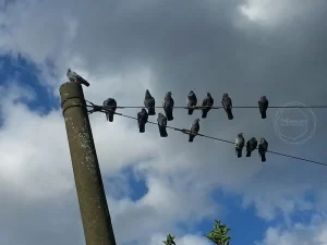 Bird Army / Düsseldorf, Germany