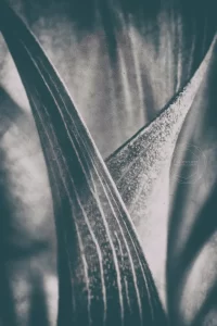 Flower Closeup / Tehran, Iran