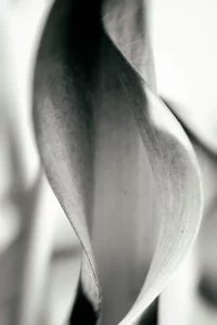 Flower Closeup / Tehran, Iran