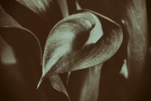 Flower Closeup / Tehran, Iran