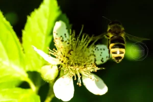 Bee on Duty / Düsseldorf, Germany